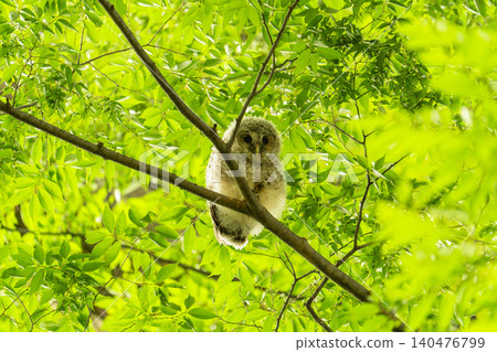 A wild owl perched in the shade of a tree in the Watarase Floodplain. A wild owl perched in the shade of a tree in the Watarase Floodplain. 140476799