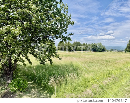 Summer meadow and blue sky Summer meadow and blue sky 140476847