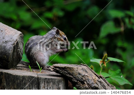 Small creatures living in the wild: Chipmunks showing changes in their fur. Small creatures living in the wild: Chipmunks showing changes in their fur. 140476854