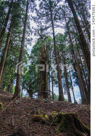 【身延山頂】腐朽的木頭和長滿青苔的樹樁【身延山索道】 【身延山頂】腐朽的木頭和長滿青苔的樹樁【身延山索道】 140476861