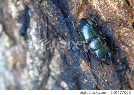 TITANUS TITANUS 140477036