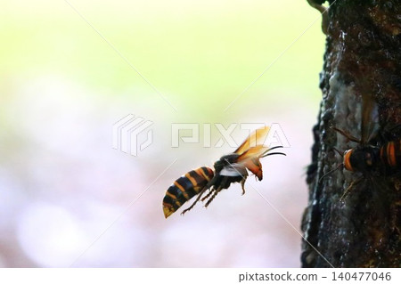 Fight over sap sources Fight over sap sources 140477046