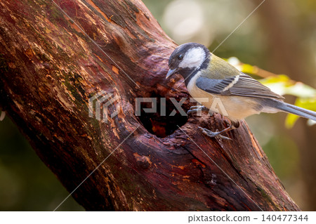 Great tit perching on a tree Great tit perching on a tree 140477344