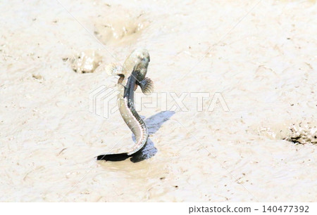 彈塗魚 彈塗魚 140477392