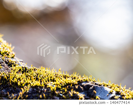 Small moss growing on an old tree Small moss growing on an old tree 140477414