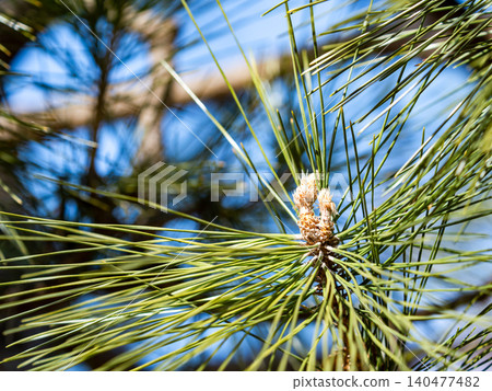 Young pine buds bathed in the early spring sunshine Young pine buds bathed in the early spring sunshine 140477482