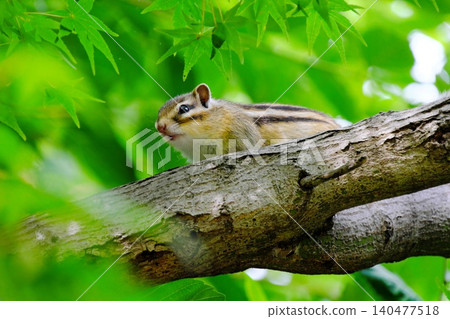 Surrounded by the green of maple leaves: A cute chipmunk peeks out. 140477518
