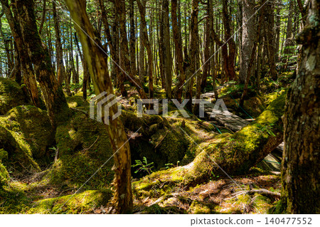 [Nagano Prefecture] Lakeside of Shirakoma Pond, Mononoke Forest 140477552
