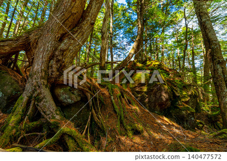[Nagano Prefecture] Lakeside of Shirakoma Pond, Mononoke Forest 140477572