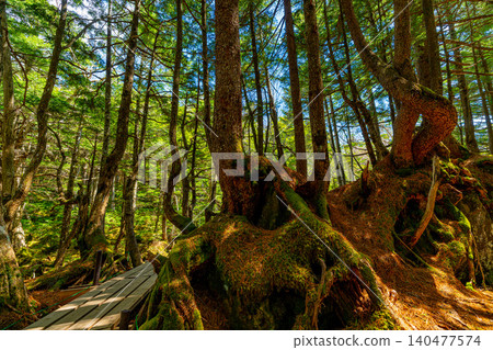 [Nagano Prefecture] Lakeside of Shirakoma Pond, Mononoke Forest 140477574