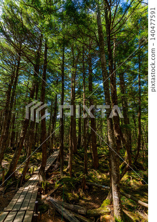[Nagano Prefecture] Lakeside of Shirakoma Pond, Mononoke Forest 140477591