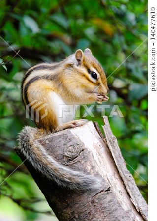 A prime spot in the forest: An adorable chipmunk sitting politely and observing its surroundings. A prime spot in the forest: An adorable chipmunk sitting politely and observing its surroundings. 140477610