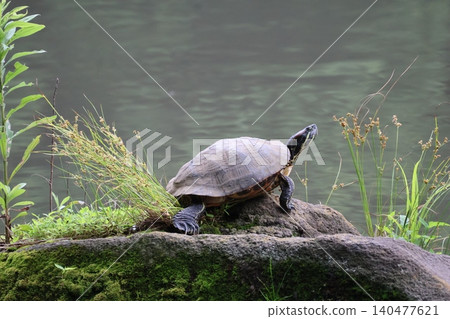 Turtle to dry the shell Turtle to dry the shell 140477621