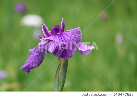 Flower shovel Flower shovel 140477622