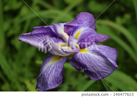 Japanese iris Japanese iris 140477623