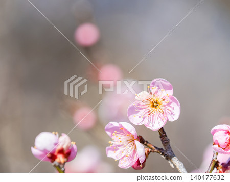 Red plum blossoms in full bloom heralding the arrival of spring Red plum blossoms in full bloom heralding the arrival of spring 140477632