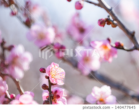 Red plum blossoms in full bloom heralding the arrival of spring 140477645