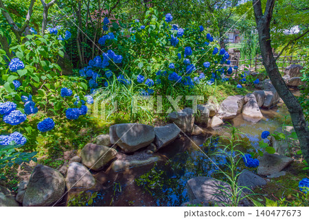 Blue hydrangeas and a stream Blue hydrangeas and a stream 140477673