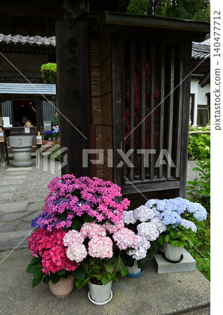 寺廟入口處擺放著色彩繽紛的繡球花。 寺廟入口處擺放著色彩繽紛的繡球花。 140477712