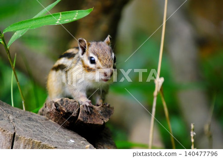 A cute chipmunk pops out from the shade of a tree, tilting its head and gazing at the camera. A cute chipmunk pops out from the shade of a tree, tilting its head and gazing at the camera. 140477796