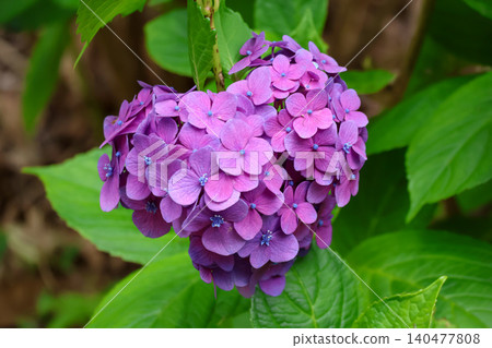 Heart-shaped hydrangea 140477808