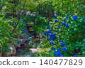 Hydrangeas blooming in the stream at Shukkeien Garden Hydrangeas blooming in the stream at Shukkeien Garden 140477829