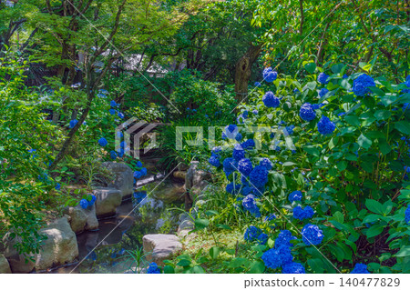 Hydrangeas blooming in the stream at Shukkeien Garden Hydrangeas blooming in the stream at Shukkeien Garden 140477829