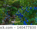 Hydrangeas blooming in the stream at Shukkeien Garden Hydrangeas blooming in the stream at Shukkeien Garden 140477830