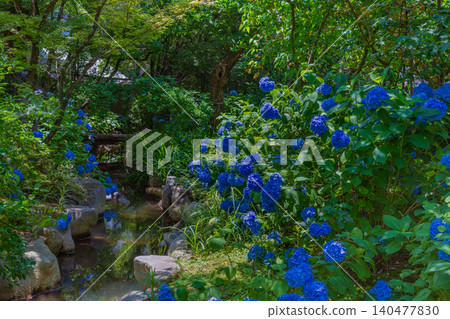 Hydrangeas blooming in the stream at Shukkeien Garden Hydrangeas blooming in the stream at Shukkeien Garden 140477830