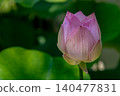 lotus flower, pure flower lotus flower, pure flower 140477831