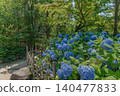 Blue hydrangea Blue hydrangea 140477833