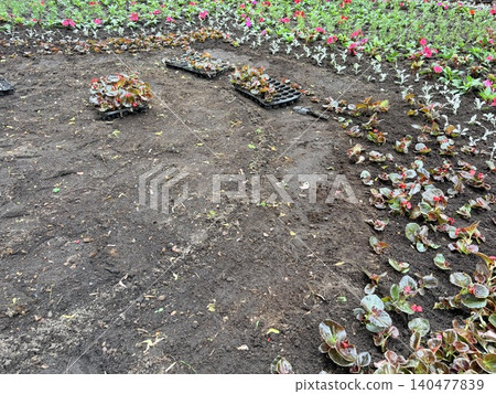 Planting flowers in prepared soil in a park of culture and recreation. Landscape design Planting flowers in prepared soil in a park of culture and recreation. Landscape design 140477839
