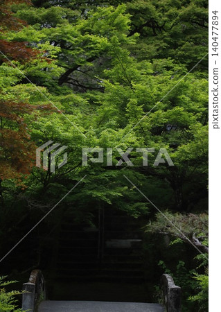 Fresh greenery at Daidoin Temple in Mori-machi, Enshu Fresh greenery at Daidoin Temple in Mori-machi, Enshu 140477894