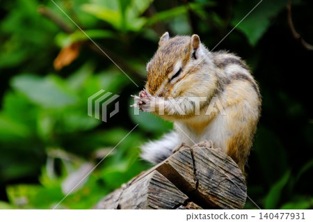 Prayer pose: An adorable chipmunk covering its face with both hands and squinting its eyes. Prayer pose: An adorable chipmunk covering its face with both hands and squinting its eyes. 140477931