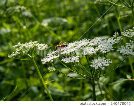 Honey bee on white ground elder flower umbel in golden sunset backlight. Honey bee on white ground elder flower umbel in golden sunset backlight. 140478045