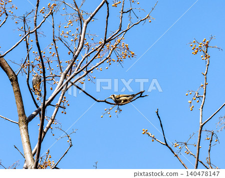 A brown-eared bulbul came to eat the berries of the chinaberry tree, which stood out against the clear blue winter sky. A brown-eared bulbul came to eat the berries of the chinaberry tree, which stood out against the clear blue winter sky. 140478147