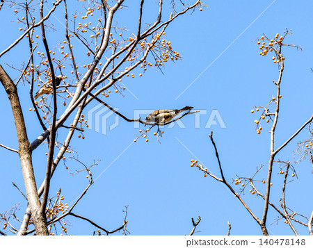 A brown-eared bulbul came to eat the berries of the chinaberry tree, which stood out against the clear blue winter sky. A brown-eared bulbul came to eat the berries of the chinaberry tree, which stood out against the clear blue winter sky. 140478148