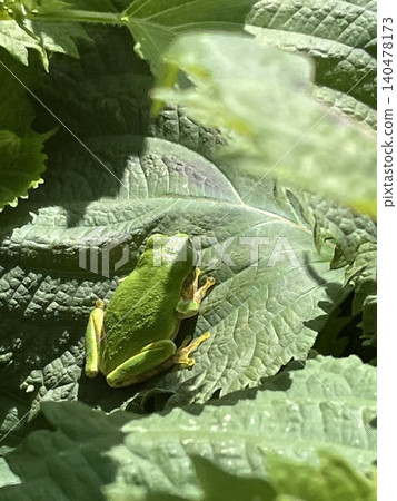 Frog on leaves Frog on leaves 140478173