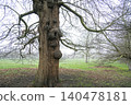 Old tree 140478181