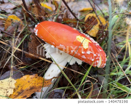 A striking fly agaric mushroom with a scarlet cap and white dots rests among damp pine needles, perfectly capturing autumns quiet, mysterious forest essence A striking fly agaric mushroom with a scarlet cap and white dots rests among damp pine needles, perfectly capturing autumns quiet, mysterious forest essence 140478198
