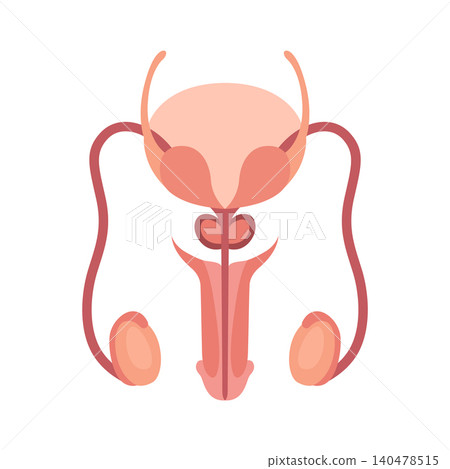 Male reproduction system structure diagram schematic vector illustration. Medical science educational illustration 140478515