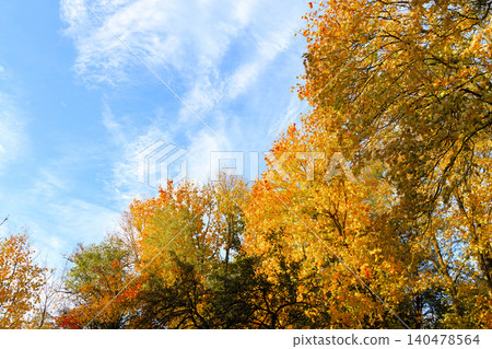 Sunlight filters through the canopy of trees displaying a spectrum of warm autumn colors under a clear sky with wispy clouds Sunlight filters through the canopy of trees displaying a spectrum of warm autumn colors under a clear sky with wispy clouds 140478564