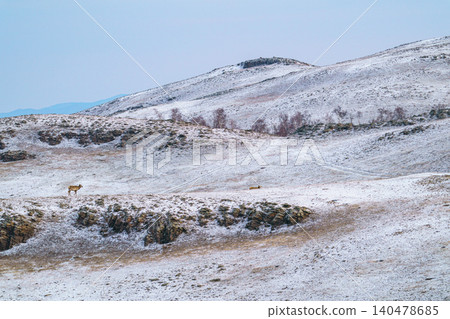 Deer walking through snow-covered Khustai National Park: Mongolian wildlife Deer walking through snow-covered Khustai National Park: Mongolian wildlife 140478685