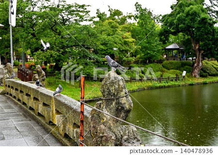 上杉神社的鴿子 140478936