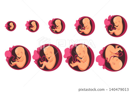 Embryonic month stage growth, fetal development vector flat infographic icons. Medical illustration of foetus cycle Embryonic month stage growth, fetal development vector flat infographic icons. Medical illustration of foetus cycle 140479013