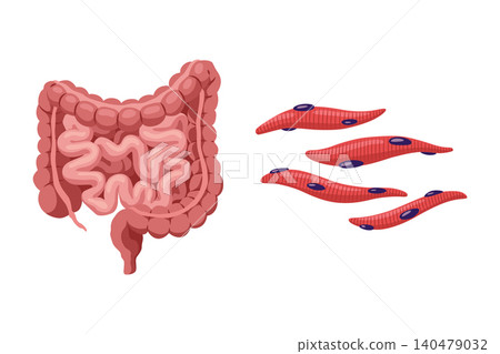 Smooth muscles tissue with specific function. Medical poster design illustration. Science educational symbol 140479032