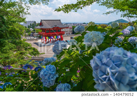 犬山成田山寺(愛知縣犬山市)的繡球花盛開 犬山成田山寺(愛知縣犬山市)的繡球花盛開 140479052