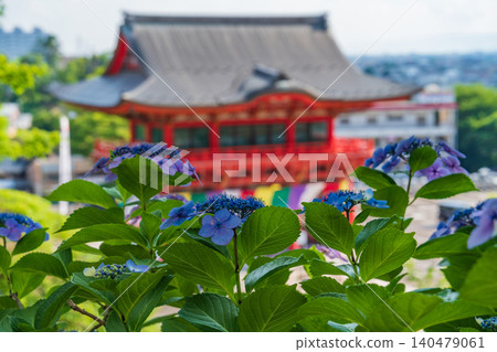 犬山成田山寺(愛知縣犬山市)的繡球花盛開 犬山成田山寺(愛知縣犬山市)的繡球花盛開 140479061