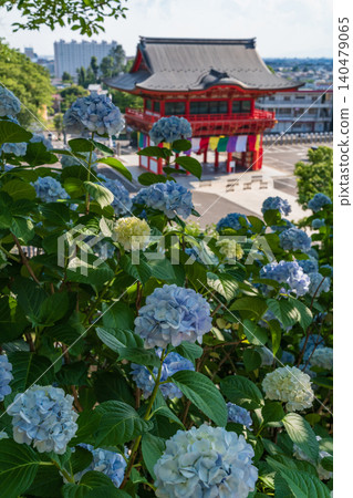 犬山成田山寺(愛知縣犬山市)的繡球花盛開 犬山成田山寺(愛知縣犬山市)的繡球花盛開 140479065