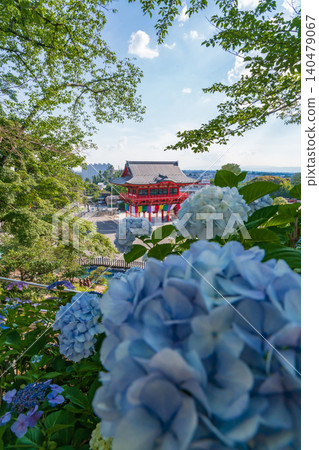 Hydrangeas in full bloom at Inuyama Naritasan Temple (Inuyama City, Aichi Prefecture) Hydrangeas in full bloom at Inuyama Naritasan Temple (Inuyama City, Aichi Prefecture) 140479067